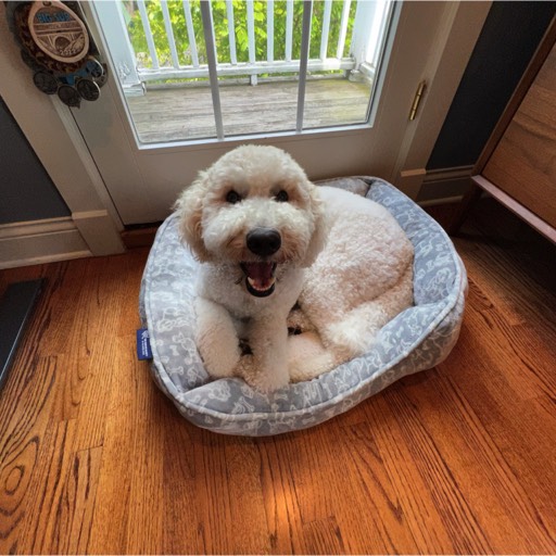 Happy Doggy!